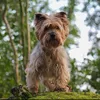 max.the.yorkie22