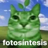 catitos_67