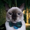 FilósofoCat