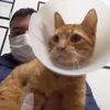 pablobracali