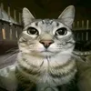 hinagoat8