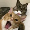 3duaphaxom