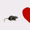 kitten.lover563