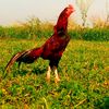 malik.abdul.wahab50