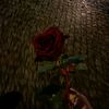 red_rose5469