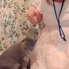 あぴぴ