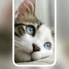 user8681147778506