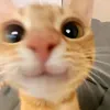 tochnone_max