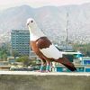 haseebmalghani1