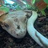 km.geckos
