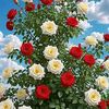 md.shafiul.khan.1