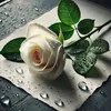 user6121651720245