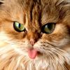 normmeme_cat