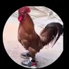 matheusleonardo7476
