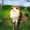 thelovecatz3