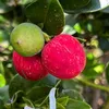 Fruit of the world