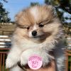 country.life.poms
