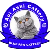 aoiashicattery