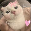 cat_videos916