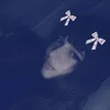 eu.alem4