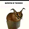 germanbro228310812