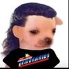 perritotemerario17