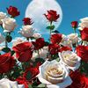 rose.rose5515