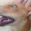mitlumz