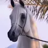 hatimhajji58