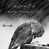 rana.saab.ayub.an