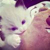 yyra.rauraa