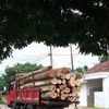 kurir.kayu0
