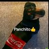 panchitoelpero