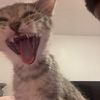 chortlanbackup