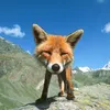 espeyfloof