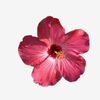 shaikha6872