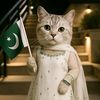 catfunnyvideos07