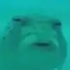 frogeast