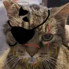 bigmeowss