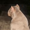 marulovedog