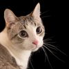deadlycat00