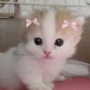 daniel._5637