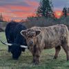 Wildland Ranch
