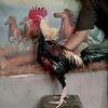 roosterfarmbms