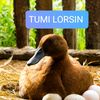 Tumi lorsin