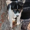 vilji_r1