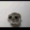 sadhamster44