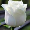 htet.htet9484