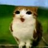 halloimmeowl