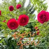 nhoxua_7898